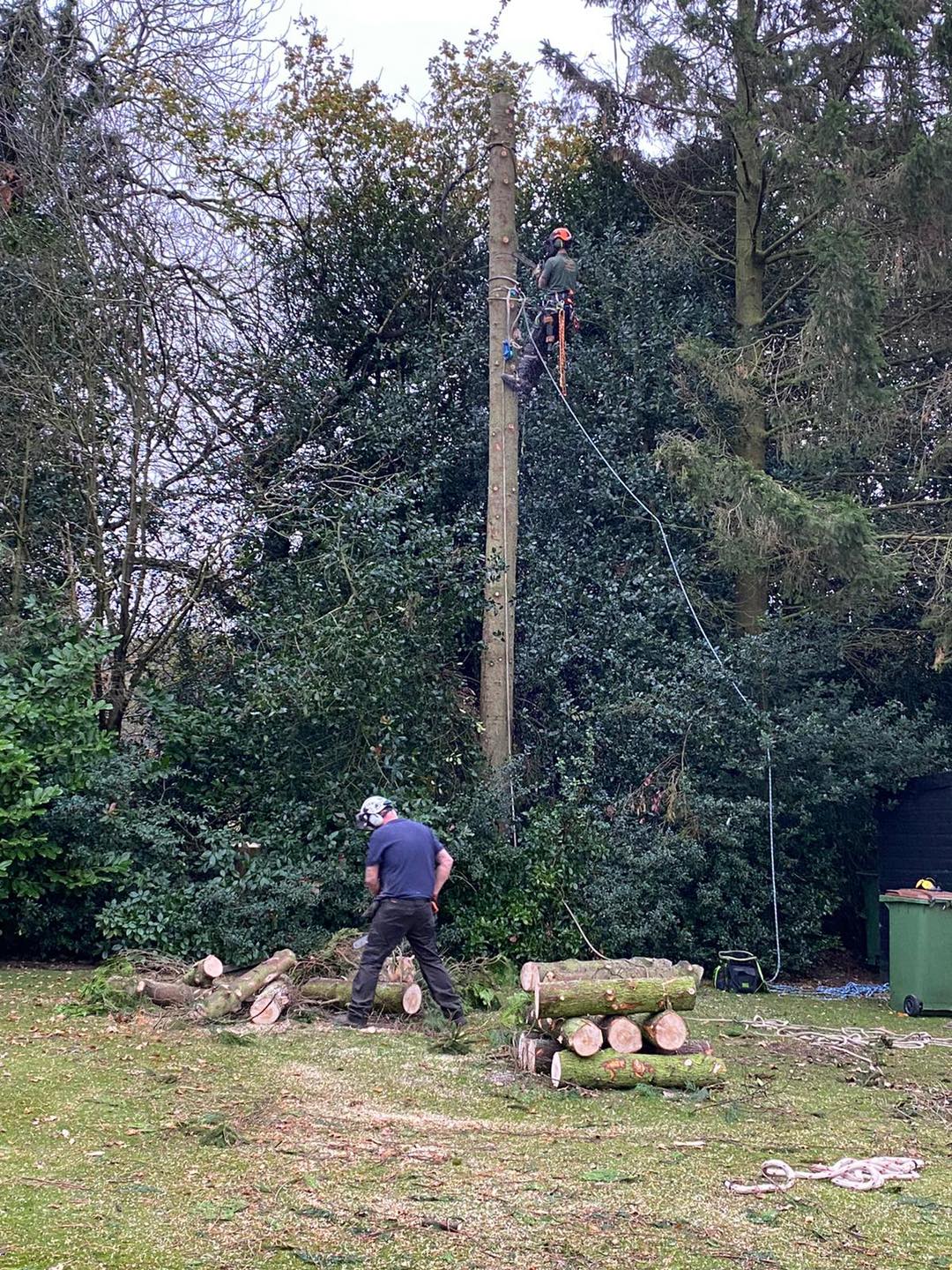 Tree Removal in Leicester, Coalville, Loughborough