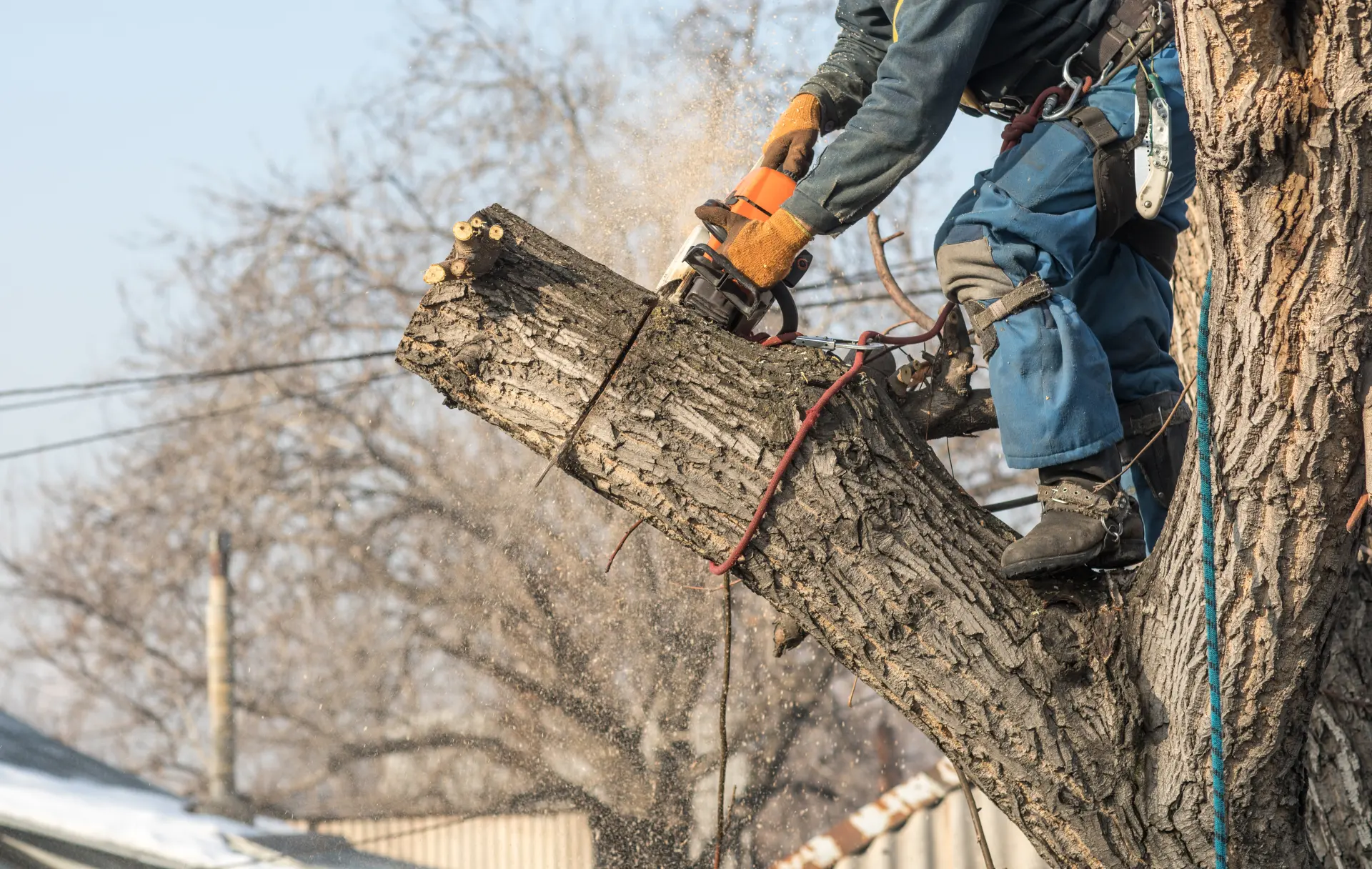 Whitwick Tree Surgeons | Emergency Tree Removal in Whitwick