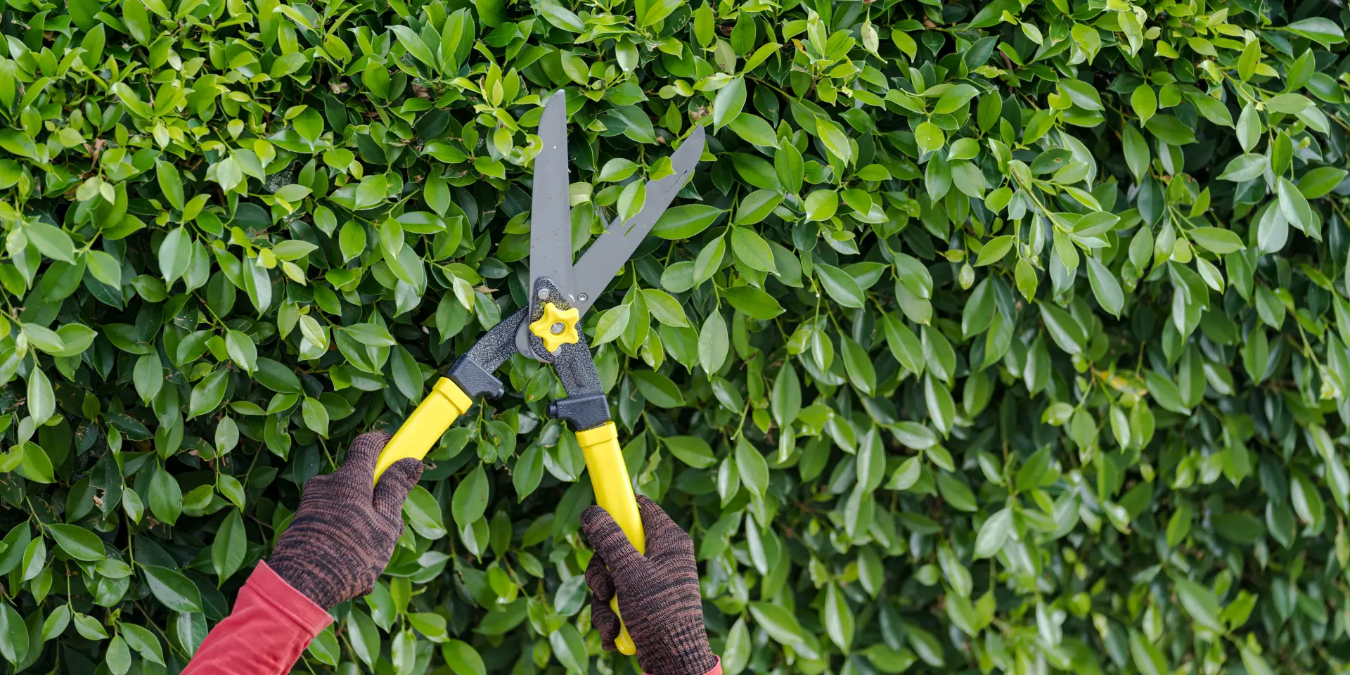 Whitwick Emergency Tree Removal