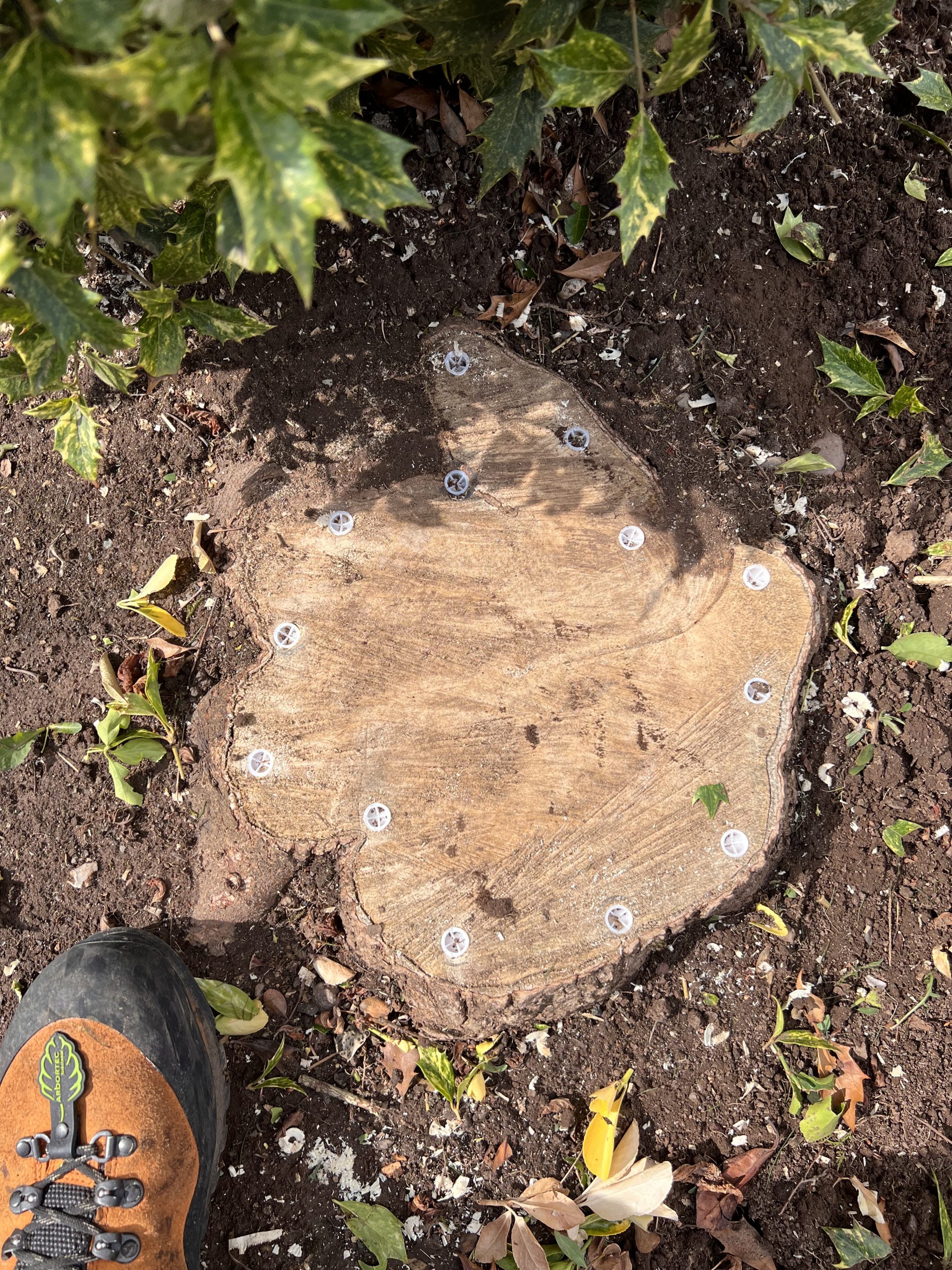 Emergency Tree Removal Services Leicester, Coalville, Loughborough
